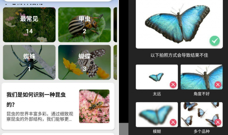 昆虫识别器 Picture Insect 2.8.24(图1)